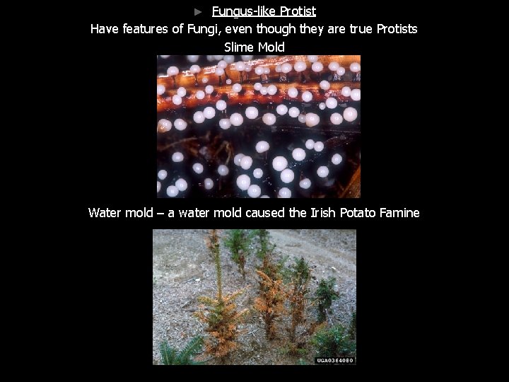 Fungus-like Protist Have features of Fungi, even though they are true Protists Slime Mold Fungus-like Protist Have features of Fungi, even though they are true Protists Slime Mold