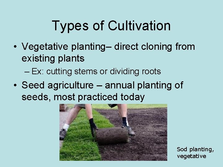 Types of Cultivation • Vegetative planting– direct cloning from existing plants – Ex: cutting