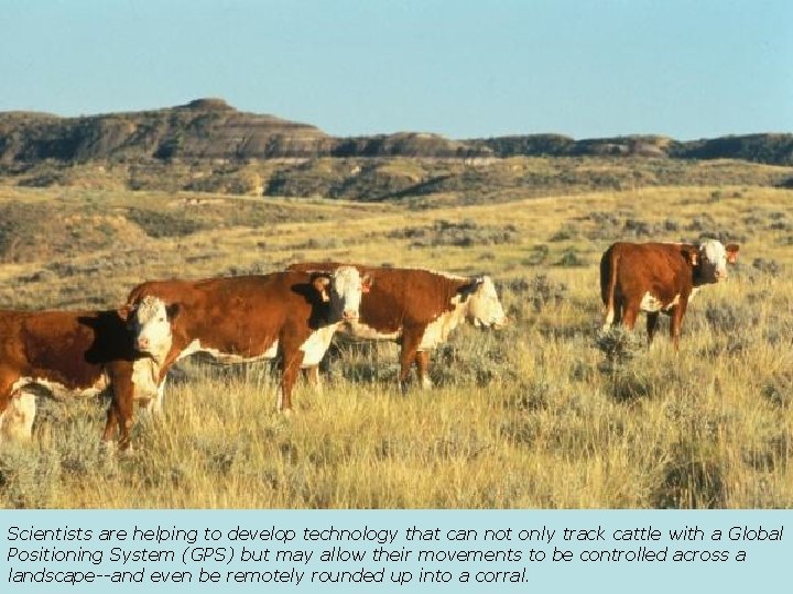 Scientists are helping to develop technology that can not only track cattle with a