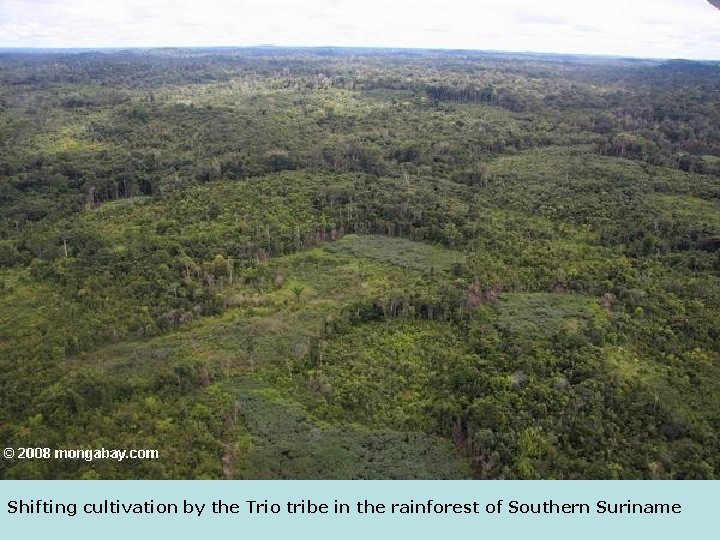 Shifting cultivation by the Trio tribe in the rainforest of Southern Suriname 