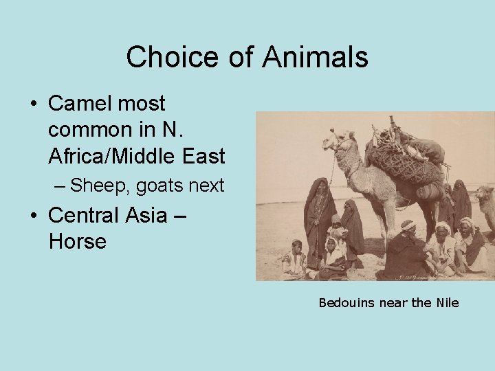 Choice of Animals • Camel most common in N. Africa/Middle East – Sheep, goats