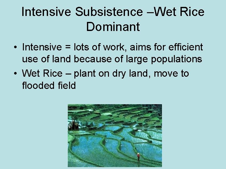Intensive Subsistence –Wet Rice Dominant • Intensive = lots of work, aims for efficient