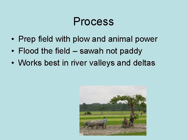 Process • Prep field with plow and animal power • Flood the field –