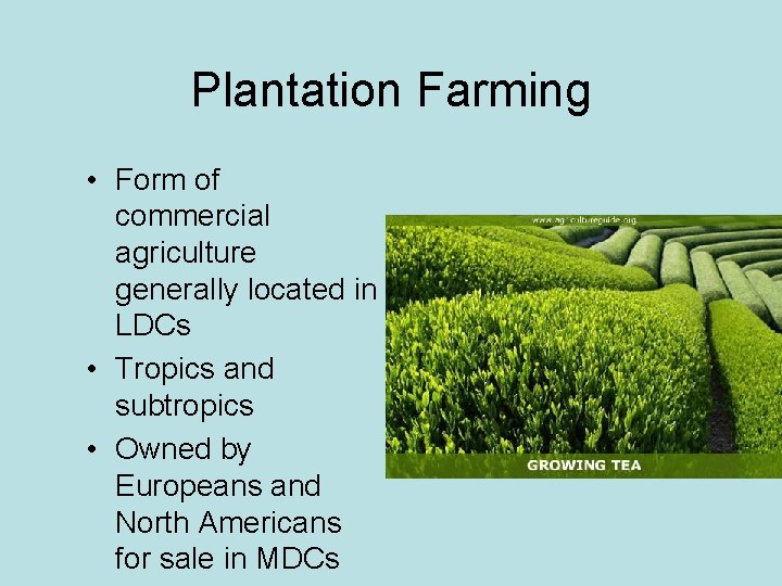 Plantation Farming • Form of commercial agriculture generally located in LDCs • Tropics and