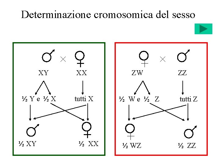 Determinazione cromosomica del sesso XY ½Ye ½X ½ XY XX tutti X ½ XX