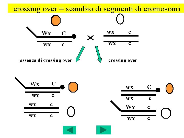 crossing over = scambio di segmenti di cromosomi Wx C wx c assenza di