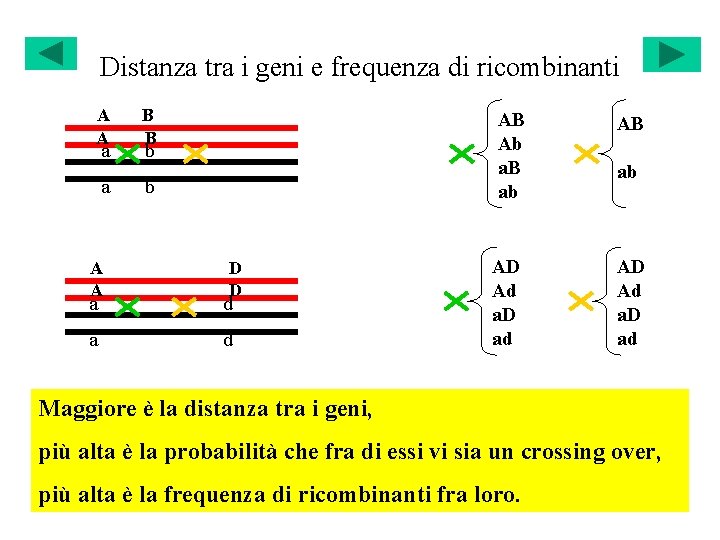 Distanza tra i geni e frequenza di ricombinanti A A a a A A