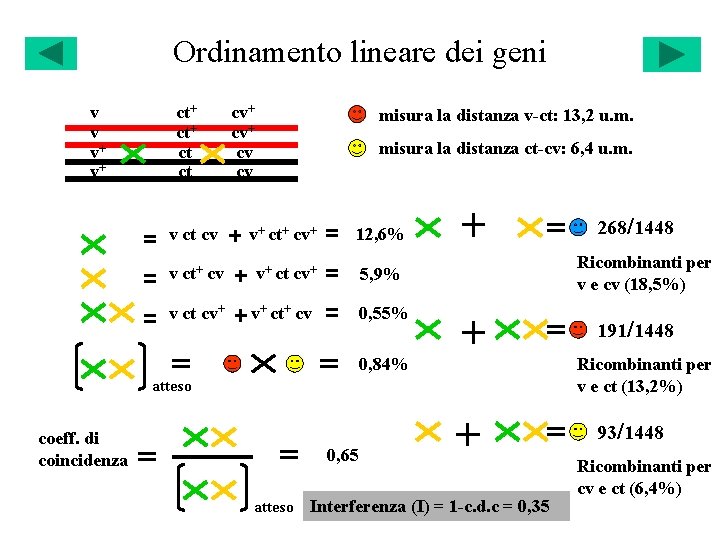 Ordinamento lineare dei geni v v v+ v+ ct+ ct ct cv+ cv cv