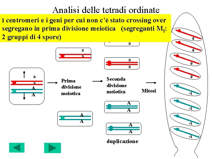 Analisi delle tetradi ordinate I centromeri e i geni per cui non c’è stato