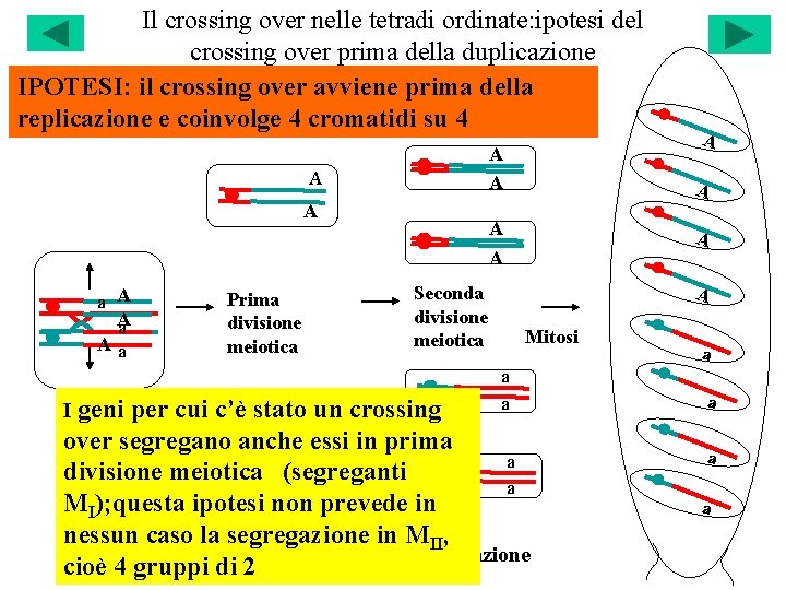 Il crossing over nelle tetradi ordinate: ipotesi del crossing over prima della duplicazione IPOTESI: