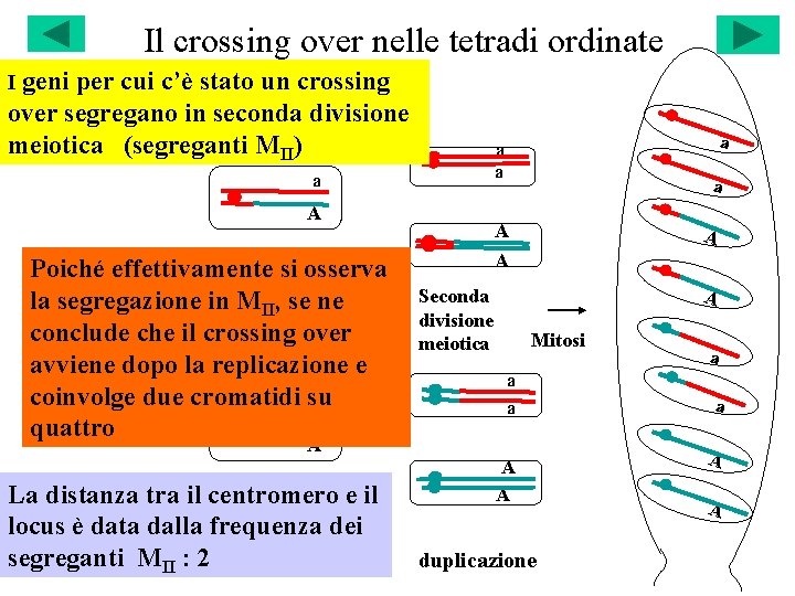 Il crossing over nelle tetradi ordinate I geni per cui c’è stato un crossing