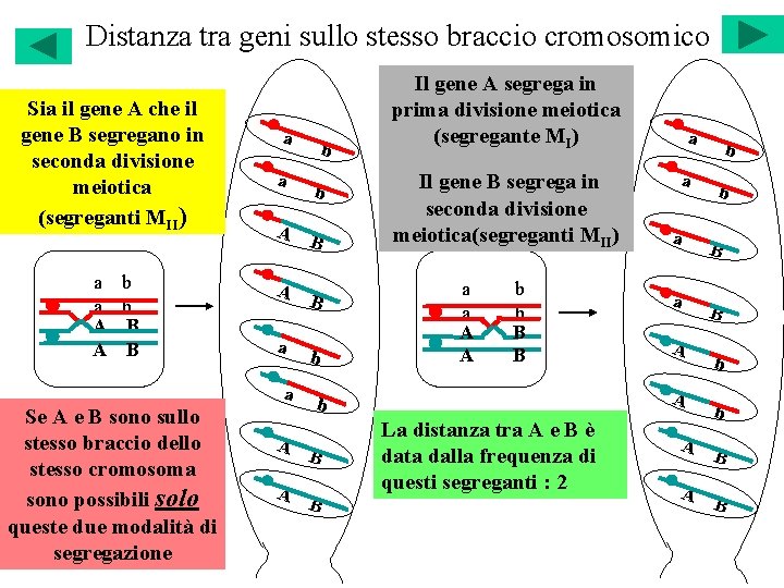 Distanza tra geni sullo stesso braccio cromosomico Sia il gene A che il gene