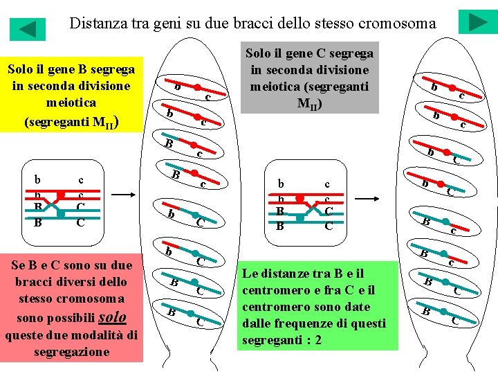 Distanza tra geni su due bracci dello stesso cromosoma Solo il gene B segrega