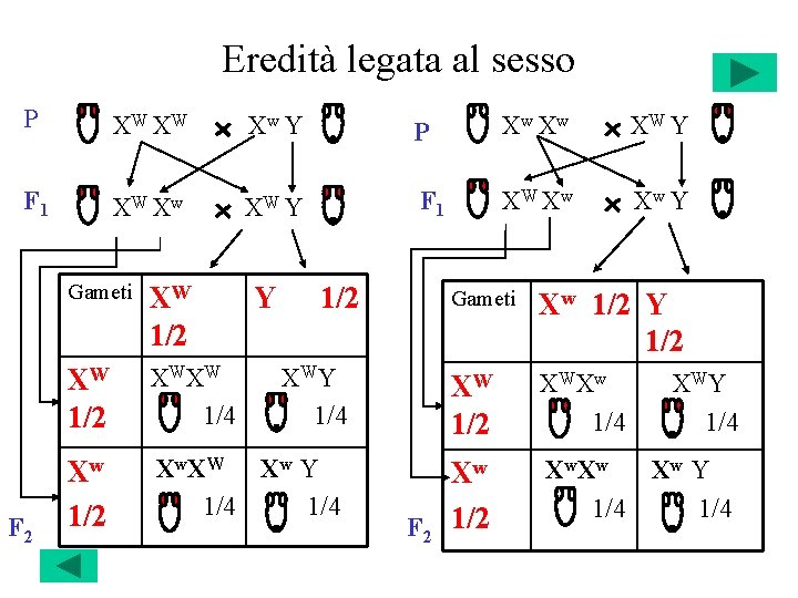 Eredità legata al sesso P XW XW Xw Y P Xw Xw XW Y