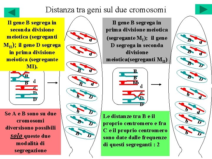 Distanza tra geni sul due cromosomi Il gene B segrega in seconda divisione meiotica