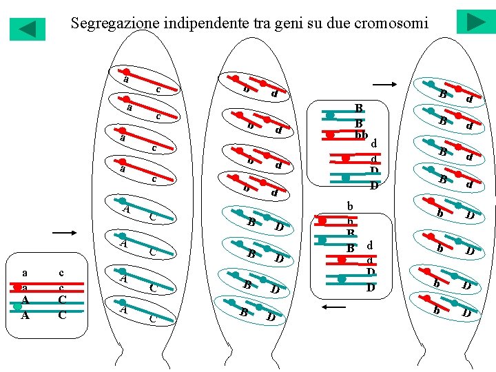 Segregazione indipendente tra geni su due cromosomi a a A A c c C