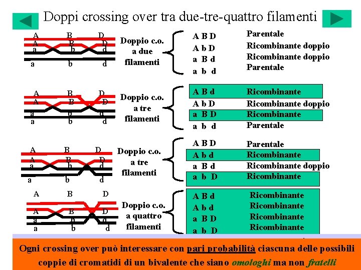 Doppi crossing over tra due-tre-quattro filamenti A A B B D D a b