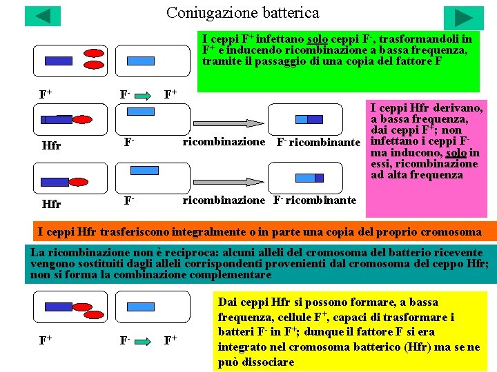 Coniugazione batterica I ceppi F+ infettano solo ceppi F-, trasformandoli in F+ e inducendo