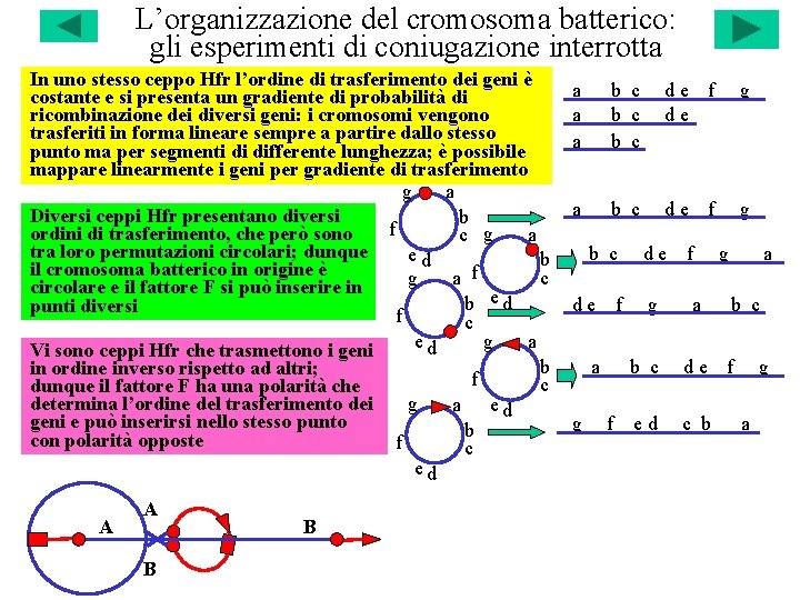 L’organizzazione del cromosoma batterico: gli esperimenti di coniugazione interrotta In uno stesso ceppo Hfr