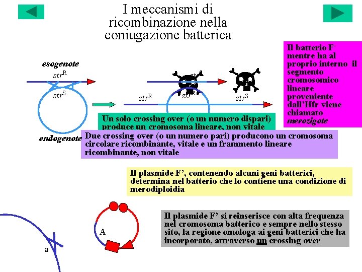 I meccanismi di ricombinazione nella coniugazione batterica esogenote str. R str. S Il batterio