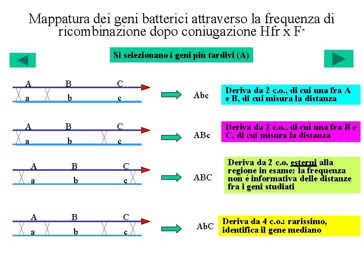 Mappatura dei geni batterici attraverso la frequenza di ricombinazione dopo coniugazione Hfr x FSi