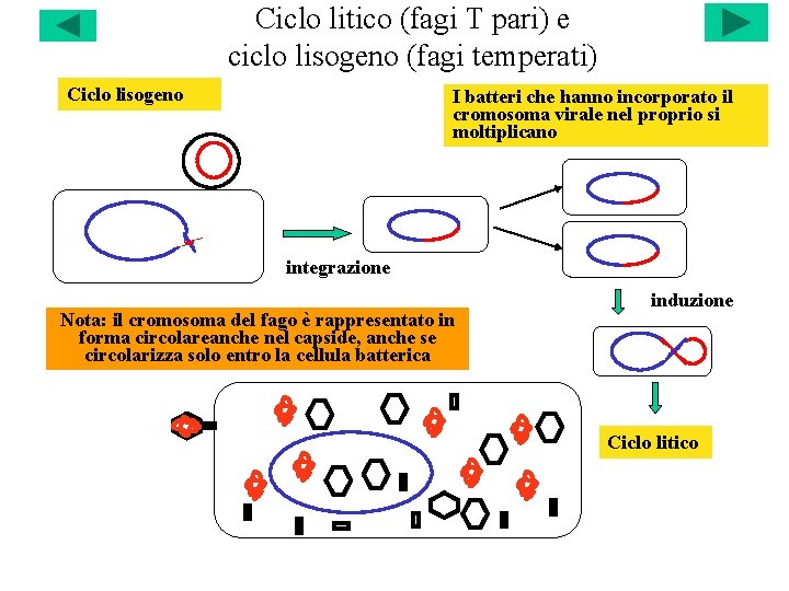 Ciclo litico (fagi T pari) e ciclo lisogeno (fagi temperati) Ciclo lisogeno I batteri