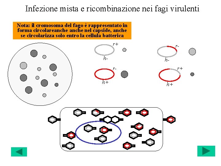 Infezione mista e ricombinazione nei fagi virulenti Nota: il cromosoma del fago è rappresentato