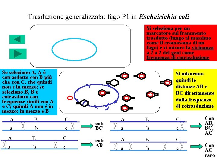 Trasduzione generalizzata: fago P 1 in Escheirichia coli Si seleziona per un marcatore sul