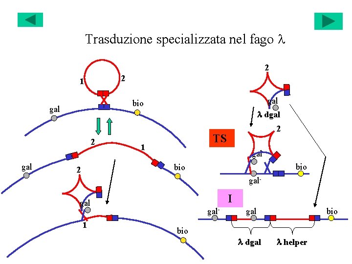 Trasduzione specializzata nel fago l 2 2 1 gal l dgal 2 gal bio
