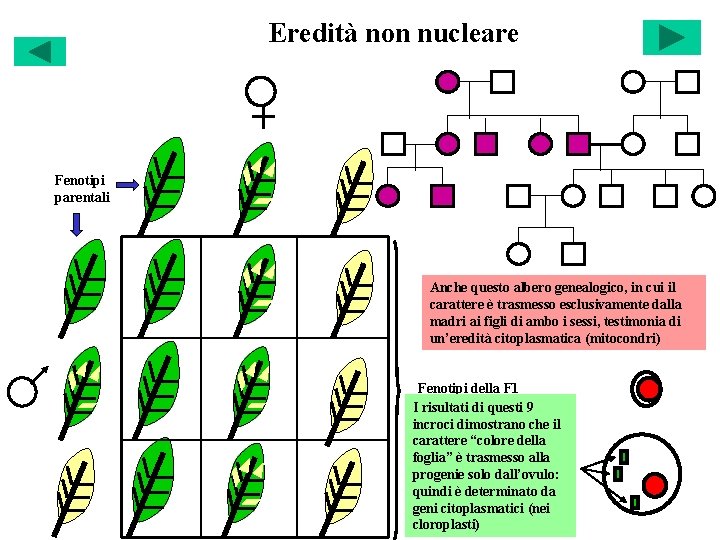 Eredità non nucleare Fenotipi parentali Anche questo albero genealogico, in cui il carattere è