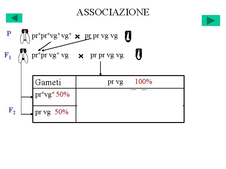 ASSOCIAZIONE P pr+pr+vg+ F 1 pr+pr vg+ vg Gameti F 2 pr pr vg