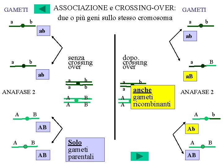 ASSOCIAZIONE e CROSSING-OVER: GAMETI due o più geni sullo stesso cromosoma a b GAMETI