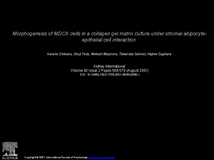 Morphogenesis of MDCK cells in a collagen gel matrix culture under stromal adipocyteepithelial cell