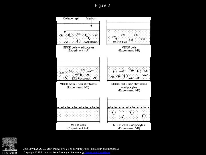 Figure 2 Kidney International 2001 60568 -578 DOI: (10. 1046/j. 1523 -1755. 2001. 060002568.