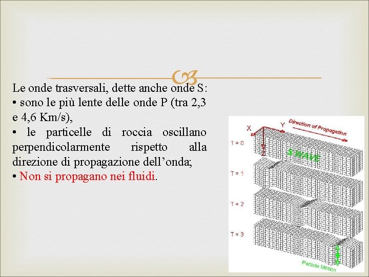  Le onde trasversali, dette anche onde S: • sono le più lente delle