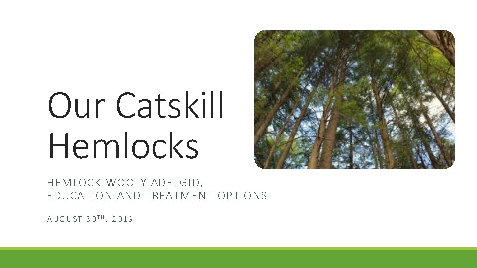 Our Catskill Hemlocks HEMLOCK WOOLY ADELGID, EDUCATION AND TREATMENT OPTIONS AUGUST 30 TH, 2019