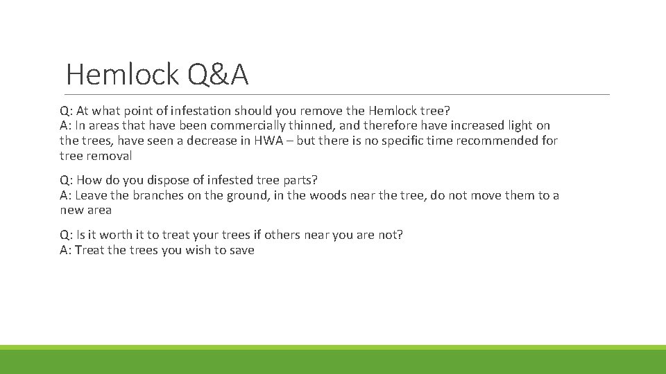 Hemlock Q&A Q: At what point of infestation should you remove the Hemlock tree?