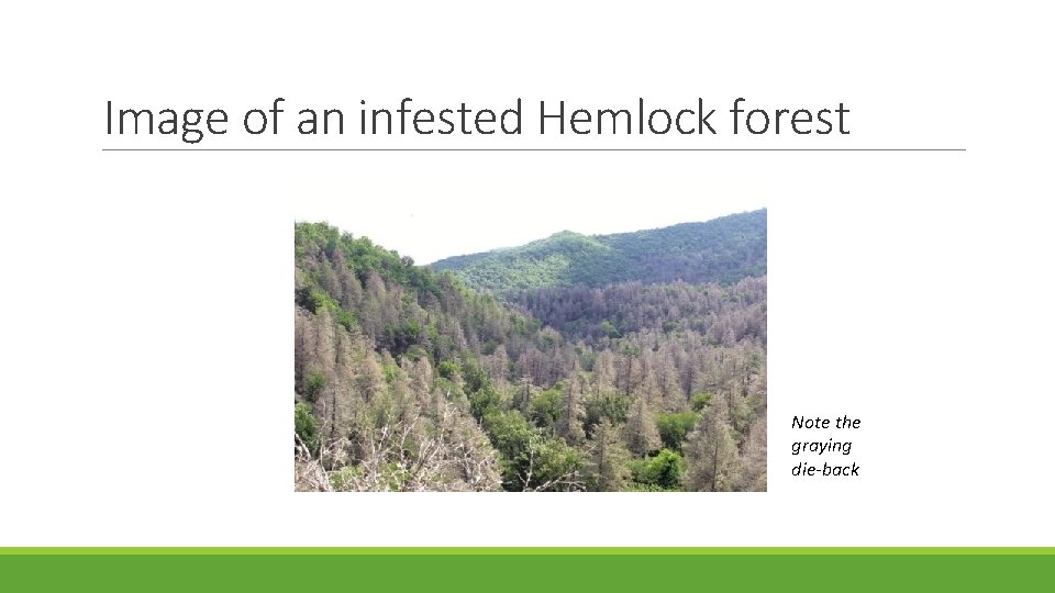Image of an infested Hemlock forest Note the graying die-back 