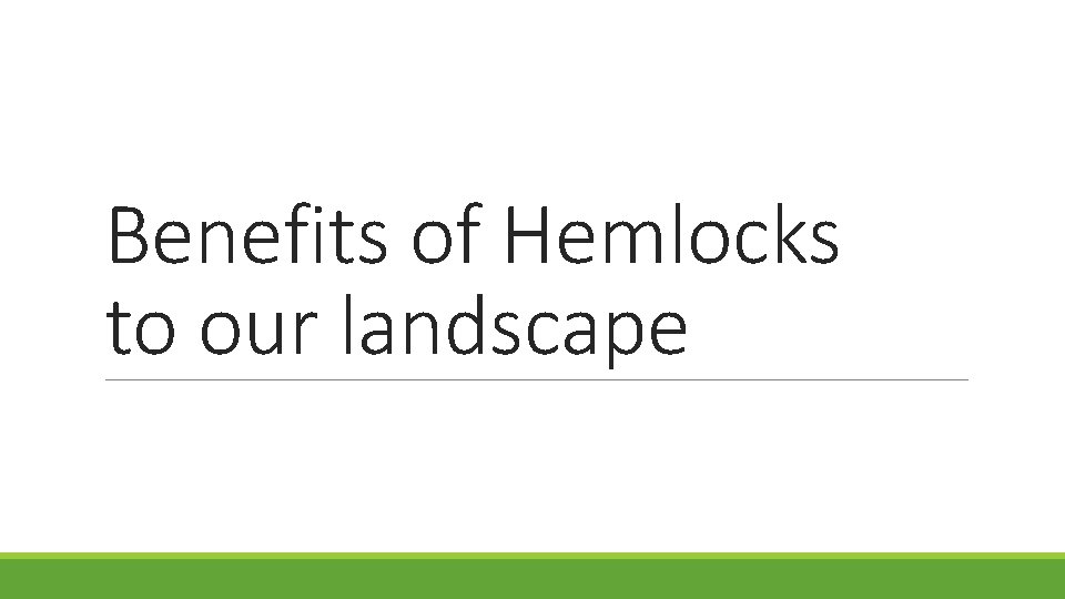 Benefits of Hemlocks to our landscape 