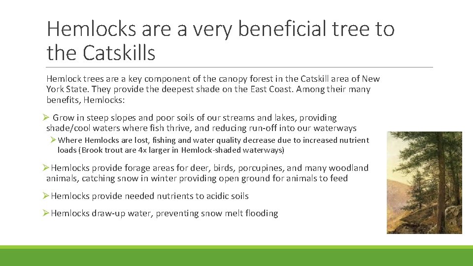 Hemlocks are a very beneficial tree to the Catskills Hemlock trees are a key