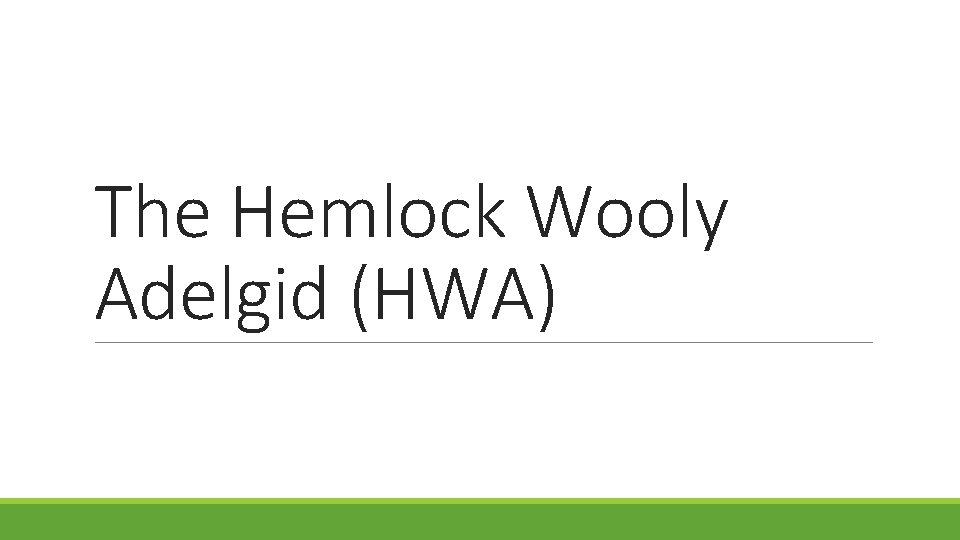 The Hemlock Wooly Adelgid (HWA) 