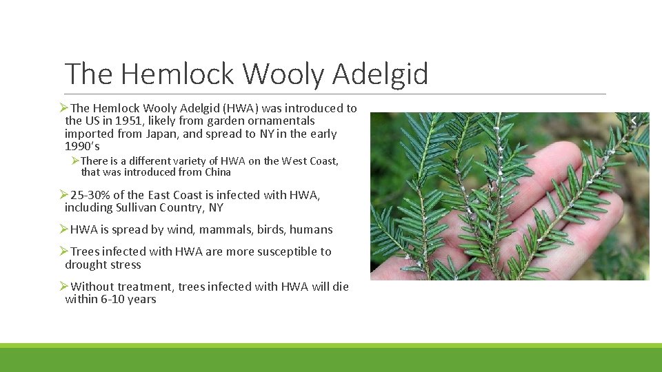 The Hemlock Wooly Adelgid ØThe Hemlock Wooly Adelgid (HWA) was introduced to the US