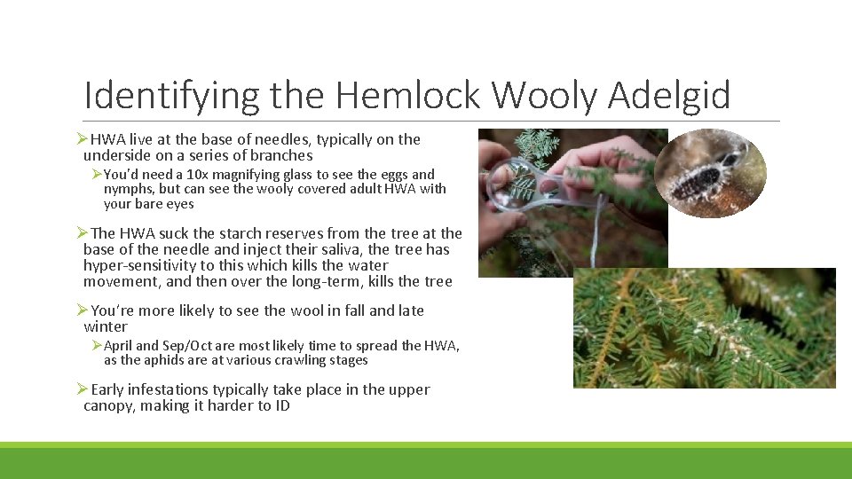 Identifying the Hemlock Wooly Adelgid ØHWA live at the base of needles, typically on