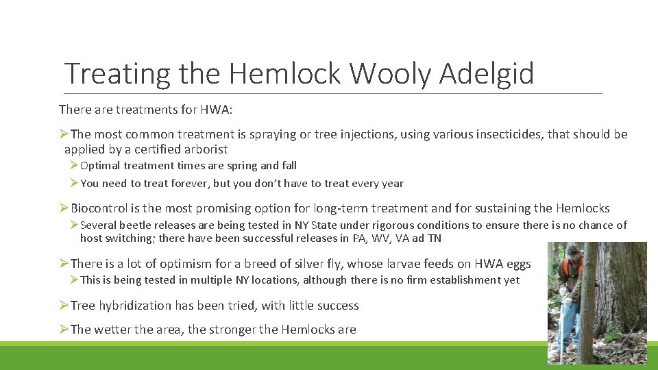 Treating the Hemlock Wooly Adelgid There are treatments for HWA: ØThe most common treatment