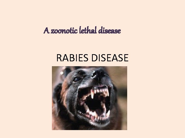 A zoonotic lethal disease RABIES DISEASE 