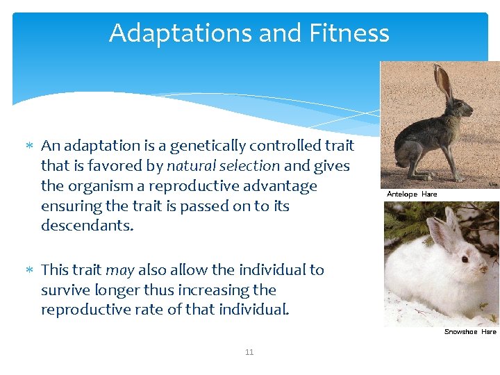 Adaptations and Fitness An adaptation is a genetically controlled trait that is favored by