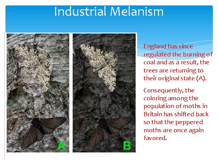 Industrial Melanism England has since regulated the burning of coal and as a result,