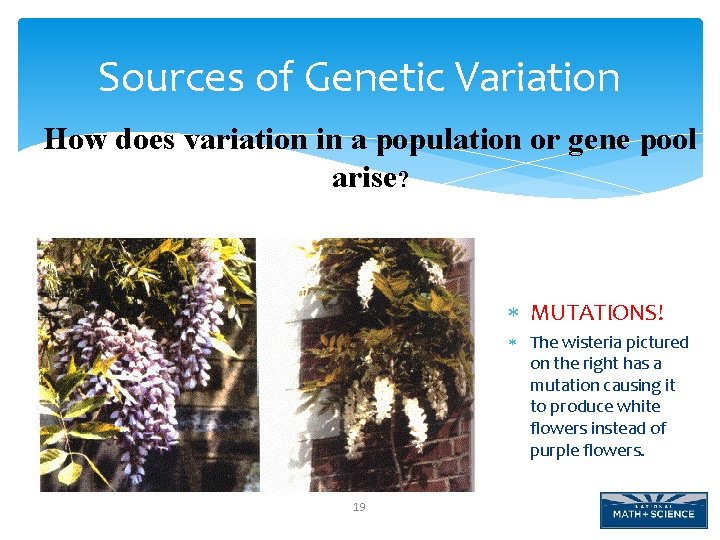 Sources of Genetic Variation How does variation in a population or gene pool arise?