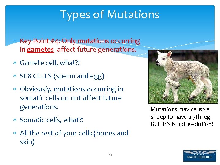 Types of Mutations Key Point #4: Only mutations occurring in gametes affect future generations.