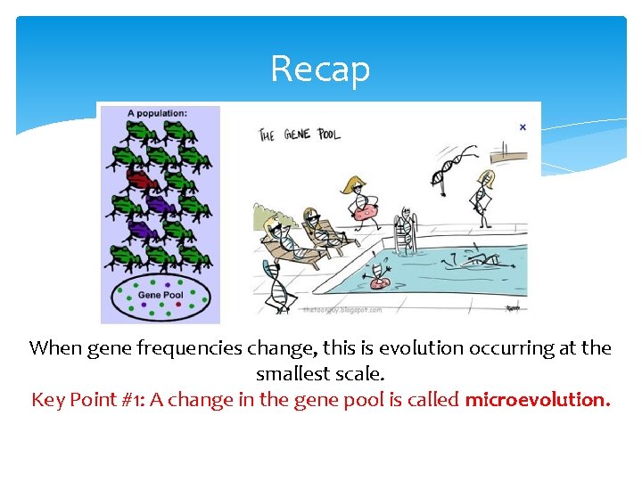 Recap When gene frequencies change, this is evolution occurring at the smallest scale. Key